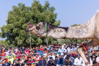 Bikaner, Rajasthan, Hindistan - Ocak 2023: Deve Festivali Bikaner, deve festivali sırasında bikaner 'in kum tepelerinde deve dansı yaptı. Deve dansı en önemli eğlencedir..
