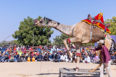Bikaner, Rajasthan, Hindistan - Ocak 2023: Deve Festivali Bikaner, deve festivali sırasında bikaner 'in kum tepelerinde deve dansı yaptı. Deve dansı en önemli eğlencedir..