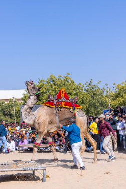 Bikaner, Rajasthan, Hindistan - Ocak 2023: Deve Festivali Bikaner, deve festivali sırasında bikaner 'in kum tepelerinde deve dansı yaptı. Deve dansı en önemli eğlencedir..