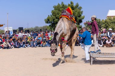 Bikaner, Rajasthan, Hindistan - Ocak 2023: Deve Festivali Bikaner, deve festivali sırasında bikaner 'in kum tepelerinde deve dansı yaptı. Deve dansı en önemli eğlencedir..