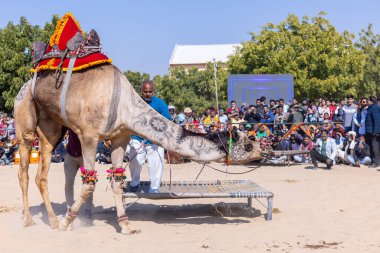 Bikaner, Rajasthan, Hindistan - Ocak 2023: Deve Festivali Bikaner, deve festivali sırasında bikaner 'in kum tepelerinde deve dansı yaptı. Deve dansı en önemli eğlencedir..
