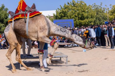 Bikaner, Rajasthan, Hindistan - Ocak 2023: Deve Festivali Bikaner, deve festivali sırasında bikaner 'in kum tepelerinde deve dansı yaptı. Deve dansı en önemli eğlencedir..