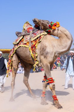 Bikaner, Rajasthan, Hindistan - Ocak 2023: Deve Festivali Bikaner, deve festivali sırasında bikaner 'in kum tepelerinde deve dansı yaptı. Deve dansı en önemli eğlencedir..