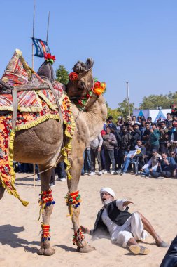 Bikaner, Rajasthan, Hindistan - Ocak 2023: Deve Festivali Bikaner, deve festivali sırasında bikaner 'in kum tepelerinde deve dansı yaptı. Deve dansı en önemli eğlencedir..