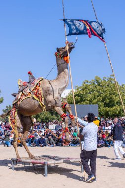 Bikaner, Rajasthan, Hindistan - Ocak 2023: Deve Festivali Bikaner, deve festivali sırasında bikaner 'in kum tepelerinde deve dansı yaptı. Deve dansı en önemli eğlencedir..