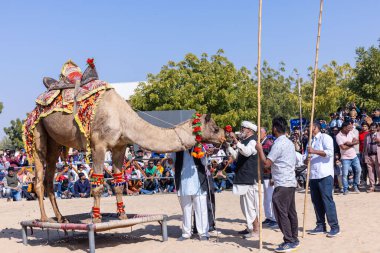 Bikaner, Rajasthan, Hindistan - Ocak 2023: Deve Festivali Bikaner, deve festivali sırasında bikaner 'in kum tepelerinde deve dansı yaptı. Deve dansı en önemli eğlencedir..