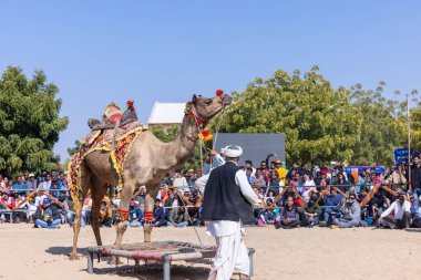 Bikaner, Rajasthan, Hindistan - Ocak 2023: Deve Festivali Bikaner, deve festivali sırasında bikaner 'in kum tepelerinde deve dansı yaptı. Deve dansı en önemli eğlencedir..