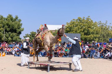 Bikaner, Rajasthan, Hindistan - Ocak 2023: Deve Festivali Bikaner, deve festivali sırasında bikaner 'in kum tepelerinde deve dansı yaptı. Deve dansı en önemli eğlencedir..