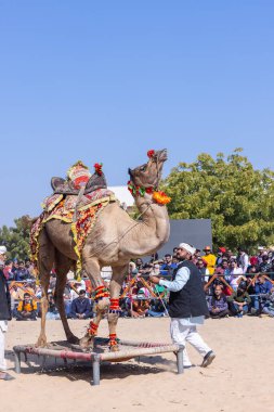 Bikaner, Rajasthan, Hindistan - Ocak 2023: Deve Festivali Bikaner, deve festivali sırasında bikaner 'in kum tepelerinde deve dansı yaptı. Deve dansı en önemli eğlencedir..