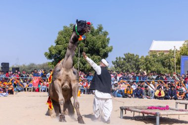 Bikaner, Rajasthan, Hindistan - Ocak 2023: Deve Festivali Bikaner, deve festivali sırasında bikaner 'in kum tepelerinde deve dansı yaptı. Deve dansı en önemli eğlencedir..