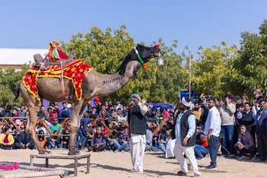 Bikaner, Rajasthan, Hindistan - Ocak 2023: Deve Festivali Bikaner, deve festivali sırasında bikaner 'in kum tepelerinde deve dansı yaptı. Deve dansı en önemli eğlencedir..