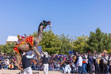 Bikaner, Rajasthan, Hindistan - Ocak 2023: Deve Festivali Bikaner, deve festivali sırasında bikaner 'in kum tepelerinde deve dansı yaptı. Deve dansı en önemli eğlencedir..