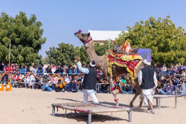 Bikaner, Rajasthan, Hindistan - Ocak 2023: Deve Festivali Bikaner, deve festivali sırasında bikaner 'in kum tepelerinde deve dansı yaptı. Deve dansı en önemli eğlencedir..