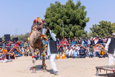 Bikaner, Rajasthan, Hindistan - Ocak 2023: Deve Festivali Bikaner, deve festivali sırasında bikaner 'in kum tepelerinde deve dansı yaptı. Deve dansı en önemli eğlencedir..