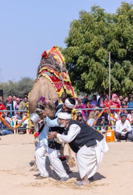 Bikaner, Rajasthan, Hindistan - Ocak 2023: Deve Festivali Bikaner, deve festivali sırasında bikaner 'in kum tepelerinde deve dansı yaptı. Deve dansı en önemli eğlencedir..