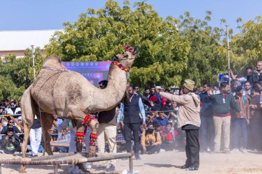 Bikaner, Rajasthan, Hindistan - Ocak 2023: Deve Festivali Bikaner, deve festivali sırasında bikaner 'in kum tepelerinde deve dansı yaptı. Deve dansı en önemli eğlencedir..