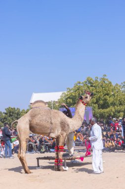 Bikaner, Rajasthan, Hindistan - Ocak 2023: Deve Festivali Bikaner, deve festivali sırasında bikaner 'in kum tepelerinde deve dansı yaptı. Deve dansı en önemli eğlencedir..