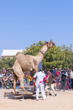 Bikaner, Rajasthan, Hindistan - Ocak 2023: Deve Festivali Bikaner, deve festivali sırasında bikaner 'in kum tepelerinde deve dansı yaptı. Deve dansı en önemli eğlencedir..