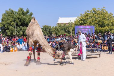 Bikaner, Rajasthan, Hindistan - Ocak 2023: Deve Festivali Bikaner, deve festivali sırasında bikaner 'in kum tepelerinde deve dansı yaptı. Deve dansı en önemli eğlencedir..