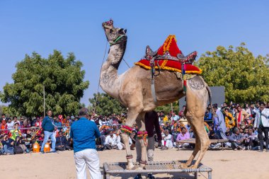 Bikaner Deve Festivali, deve festivali sırasında bikaner 'in kum tepelerinde deve dansı. Deve gövdesinde dans ve sanat ana ilgi odağıdır..