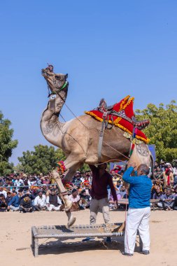 Bikaner Deve Festivali, deve festivali sırasında bikaner 'in kum tepelerinde deve dansı. Deve gövdesinde dans ve sanat ana ilgi odağıdır..