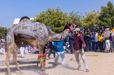 Bikaner Deve Festivali, deve festivali sırasında bikaner 'in kum tepelerinde deve dansı. Deve gövdesinde dans ve sanat ana ilgi odağıdır..