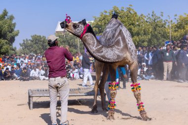 Bikaner Deve Festivali, deve festivali sırasında bikaner 'in kum tepelerinde deve dansı. Deve gövdesinde dans ve sanat ana ilgi odağıdır..