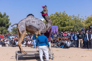 Bikaner Deve Festivali, deve festivali sırasında bikaner 'in kum tepelerinde deve dansı. Deve gövdesinde dans ve sanat ana ilgi odağıdır..