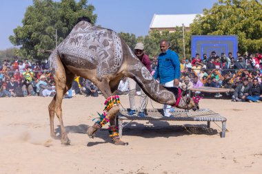 Bikaner Deve Festivali, deve festivali sırasında bikaner 'in kum tepelerinde deve dansı. Deve gövdesinde dans ve sanat ana ilgi odağıdır..