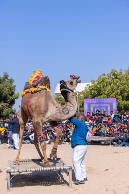 Bikaner, Rajasthan, Hindistan - 14 Ocak 2023: Deve festivali sırasında bikaner 'in kum tepelerinde bir rajasthani erkeğiyle yürüyen deve madalyası. Deve dansı en önemli eğlencedir..