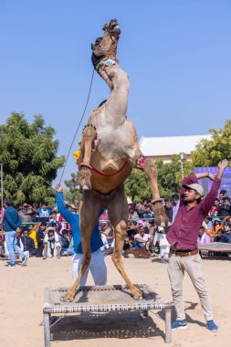 Bikaner, Rajasthan, Hindistan - 14 Ocak 2023: Deve festivali sırasında bikaner 'in kum tepelerinde bir rajasthani erkeğiyle yürüyen deve madalyası. Deve dansı en önemli eğlencedir..
