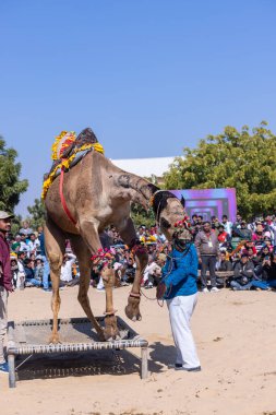 Bikaner, Rajasthan, Hindistan - 14 Ocak 2023: Deve festivali sırasında bikaner 'in kum tepelerinde bir rajasthani erkeğiyle yürüyen deve madalyası. Deve dansı en önemli eğlencedir..