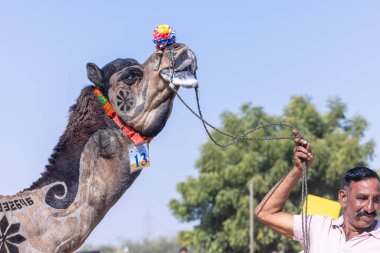 Bikaner, Rajasthan, Hindistan - 14 Ocak 2023: Deve festivali sırasında bikaner 'in kum tepelerinde bir rajasthani erkeğiyle yürüyen deve madalyası. Deve dansı en önemli eğlencedir..