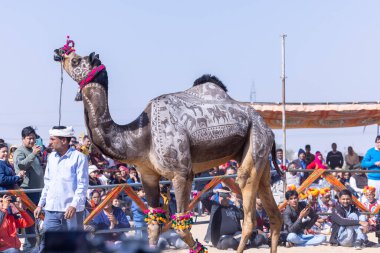 Bikaner, Rajasthan, Hindistan - 14 Ocak 2023: Deve festivali sırasında bikaner 'in kum tepelerinde bir rajasthani erkeğiyle yürüyen deve madalyası. Deve dansı en önemli eğlencedir..