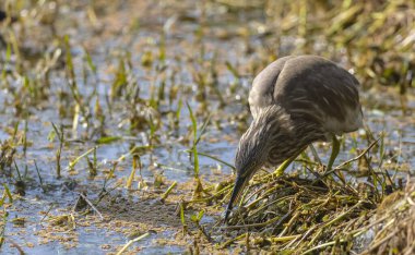 Balıkçıl (Ardeola) ormanda su kenarında kuş avı.