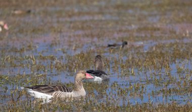 Nehirde yüzen Greylag kazları (Anser anser).