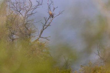 Bonelli 'nin kartalları (Aquila fasciata) ormandaki ağaç dalına tünemiş..
