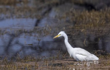 Eurasian Spoonbill (Platalea leucorodia) fishing in water body. clipart