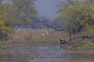 Sarus Turnaları (Grus antigone) ormanda kuş çiftleri halinde.