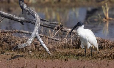 Black-headed ibis (Threskiornis melanocephalus) at river in forest. clipart