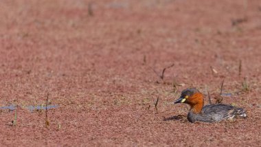 Nehirde yüzen küçük ördekler (Tachybaptus ruficollis)