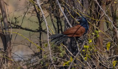 Büyük Coucal - Centropus sinensis veya Crow sülünü. Hindistan 'da ve Güneydoğu Asya' da yaşayan, uzun kuyruklu guguk kuşlarının asalak olmayan büyük üyesi.