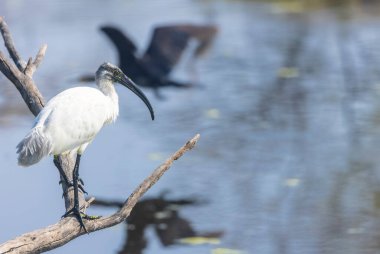 Kara başlı aynak (Threskiornis melanocephalus) ormandaki nehrin ağaç dalında oturur..