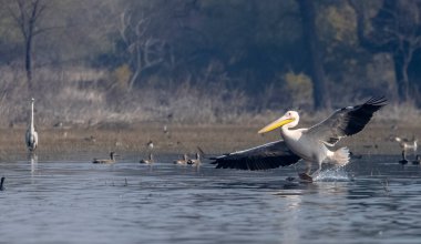Büyük beyaz pelikanlar (Pelecanus onocrotalus) veya ormandaki pembe pelikan kuşları. Hindistan 'a kış mevsiminde pelikan göçü.