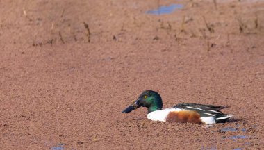 Northern shoveler (Spatula clypeata) ducks floating on river in forest. clipart