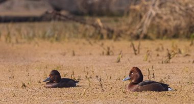 White-eyed pochard or ferruginous ducks (Aythya nyroca) floating in river. clipart