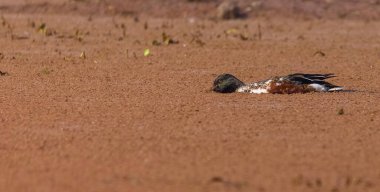 Kuzeyli kürekçi (Spatula clypeata) ormanda nehirde yüzen ördekler.