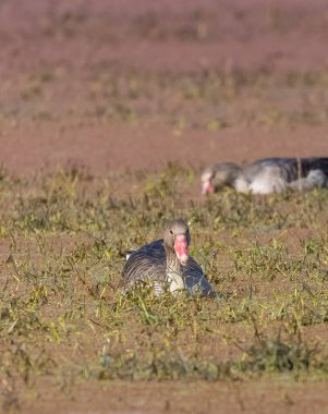 Nehirde yüzen Greylag kazları (Anser anser).