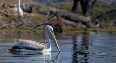 Büyük beyaz pelikanlar (Pelecanus onocrotalus) veya ormandaki pembe pelikan kuşları. Hindistan 'a kış mevsiminde pelikan göçü.