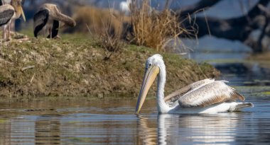 Büyük beyaz pelikanlar (Pelecanus onocrotalus) veya ormandaki pembe pelikan kuşları. Hindistan 'a kış mevsiminde pelikan göçü.